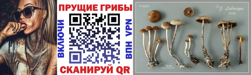 купить наркоту  Сретенск  Галлюциногенные грибы Psilocybe 